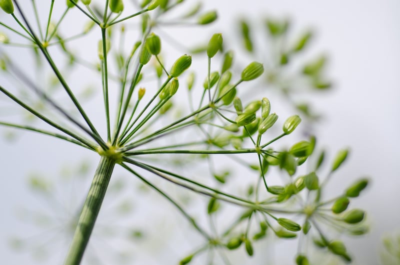 Herbes de Provence